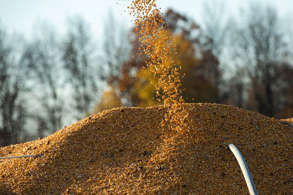 Corn Futures Touch Fresh 7-Year High on Roaring China Demand - Bloomberg