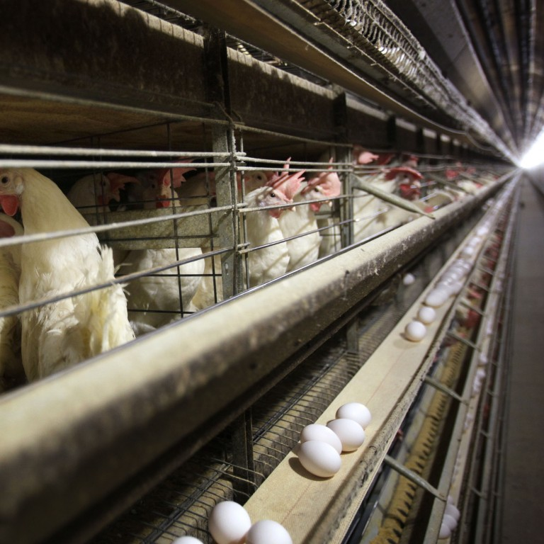 US moves closer to resuming chicken exports to China as Beijing approves processing plants | South China Morning Post