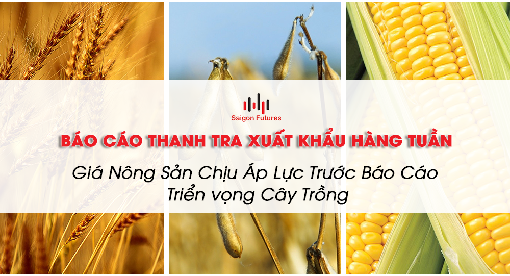 Giá nông sản chịu áp lực trước báo cáo triển vọng cây trồng