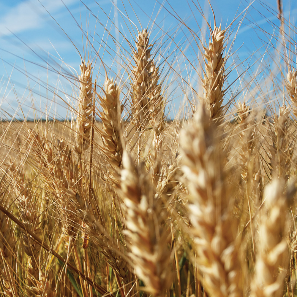 Feed barley due for spring rally | Alberta Farmer Express